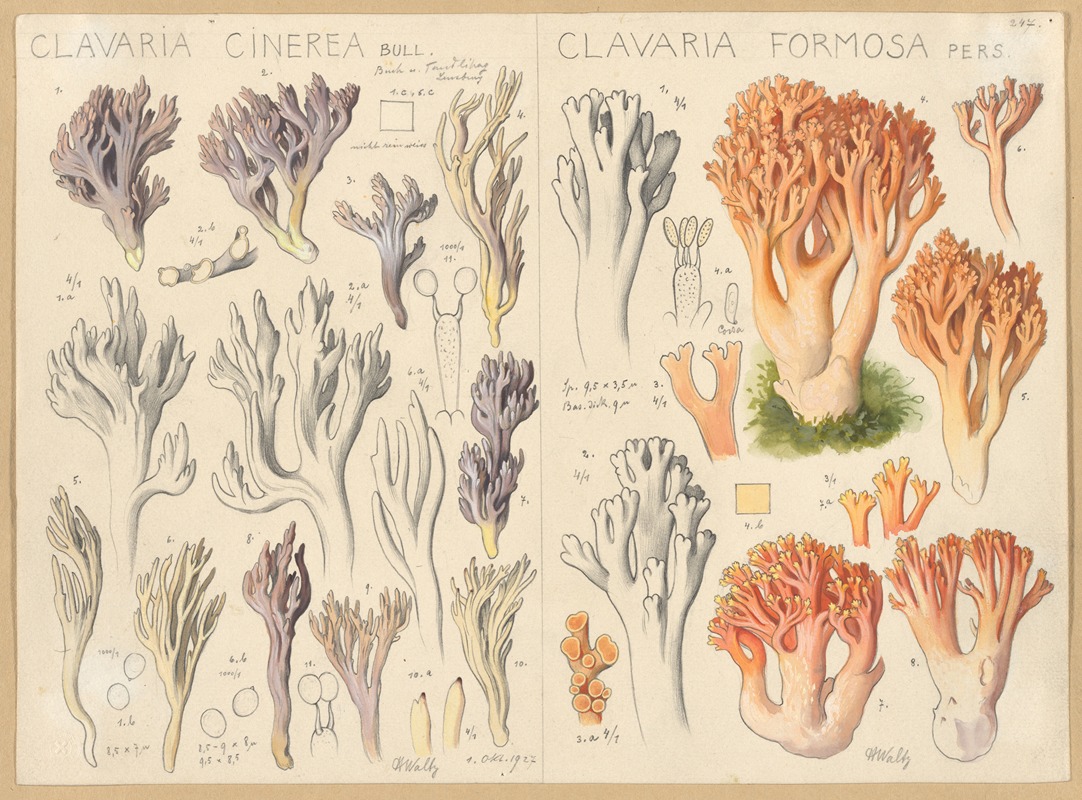 Hans Walty - Clavaria cinerea, Clavaria formosa