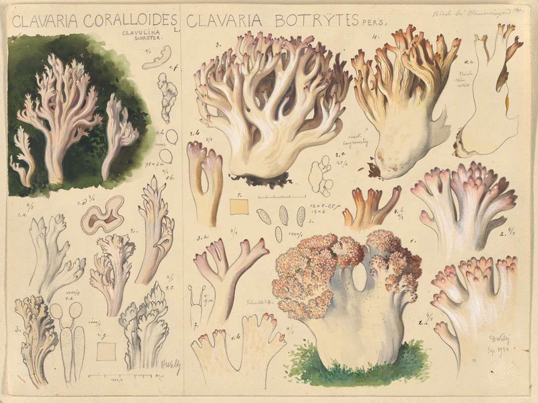 Hans Walty - Clavaria coralloides, Clavaria botrytes