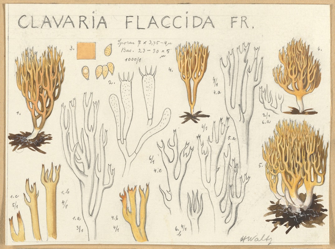 Hans Walty - Clavaria flaccida