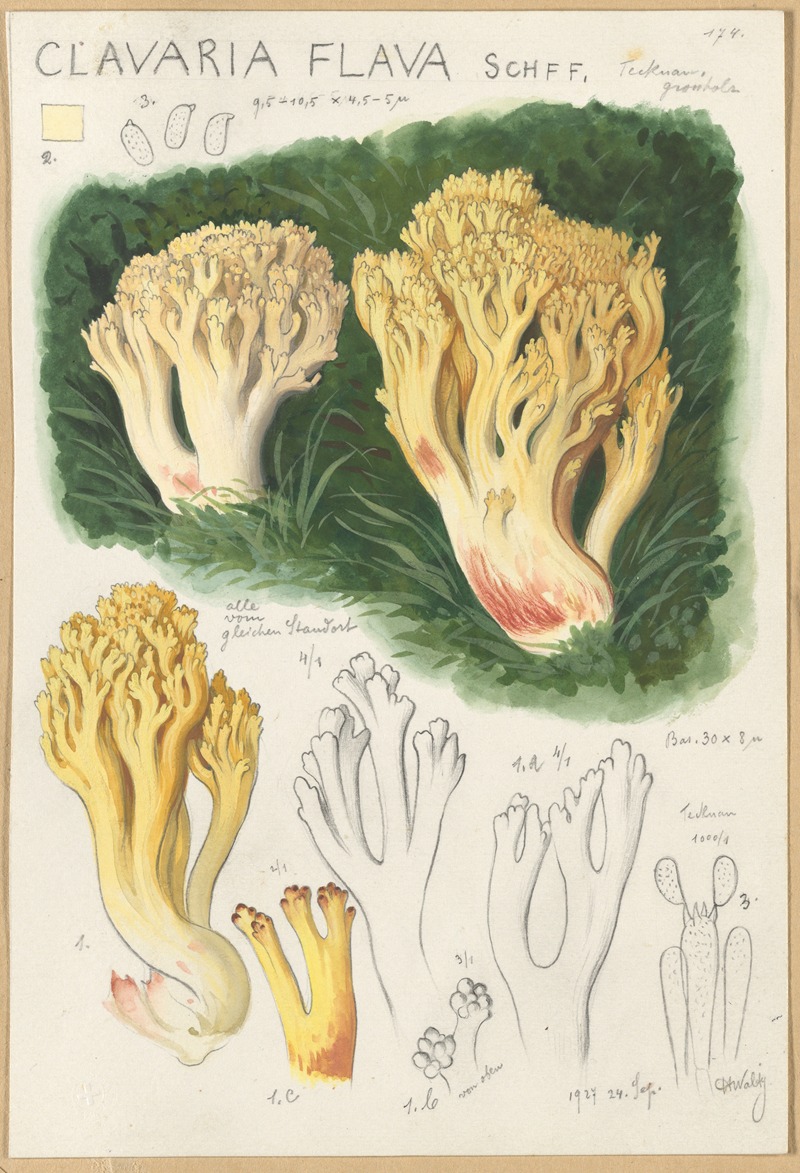 Hans Walty - Clavaria flava