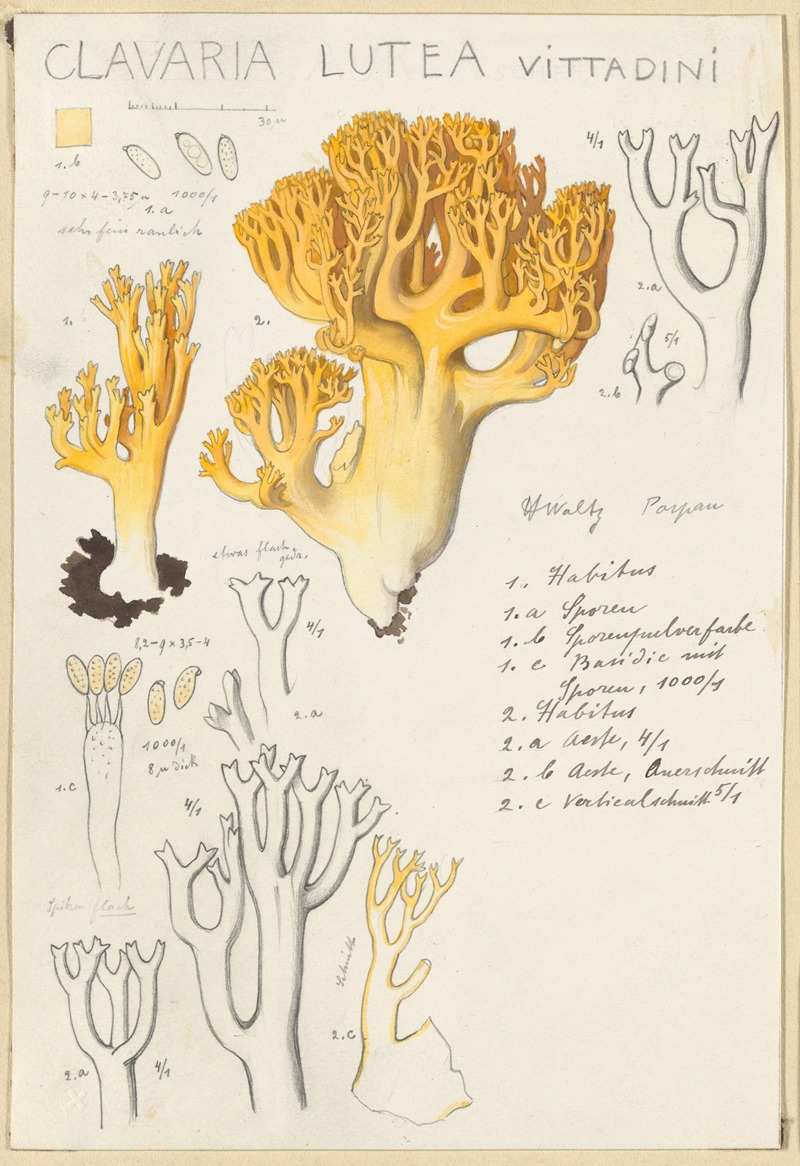 Hans Walty - Clavaria lutea