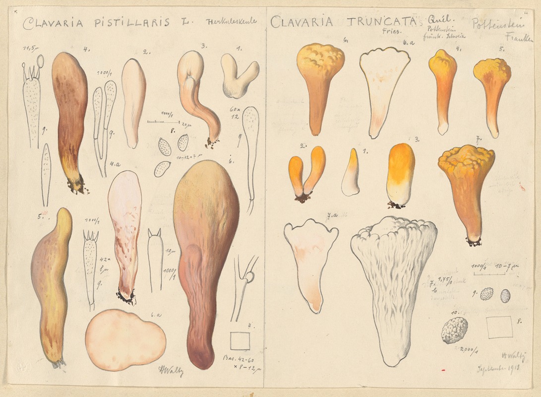 Hans Walty - Clavaria pistillaris, Clavaria truncata