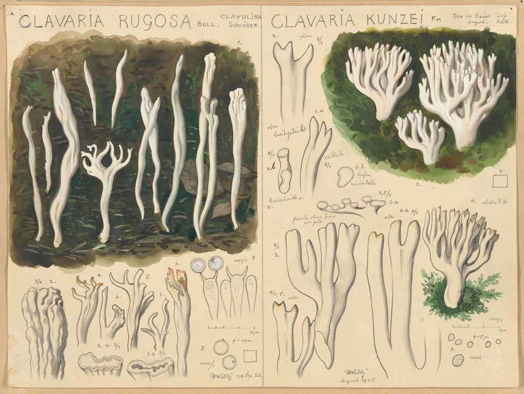 Hans Walty - Clavaria rugosa, Clavaria kunzei