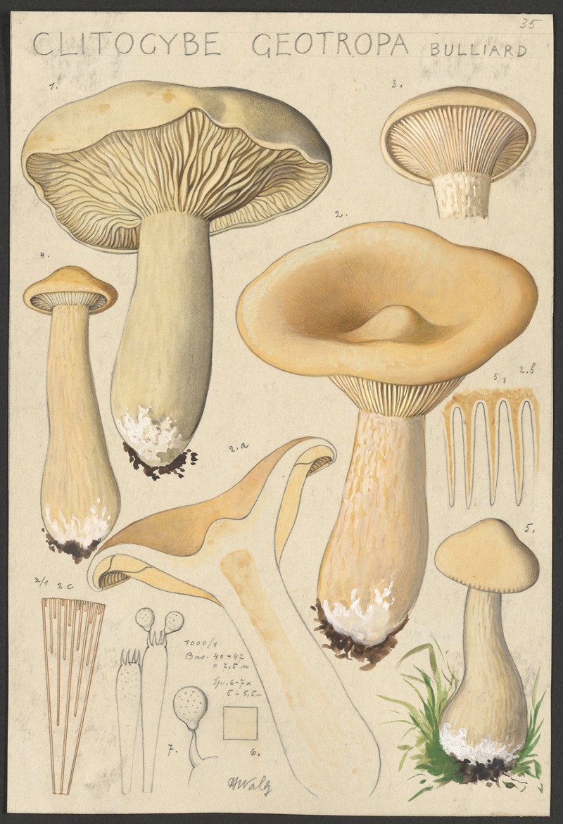 Hans Walty - Clitocybe geotropa Bulliard