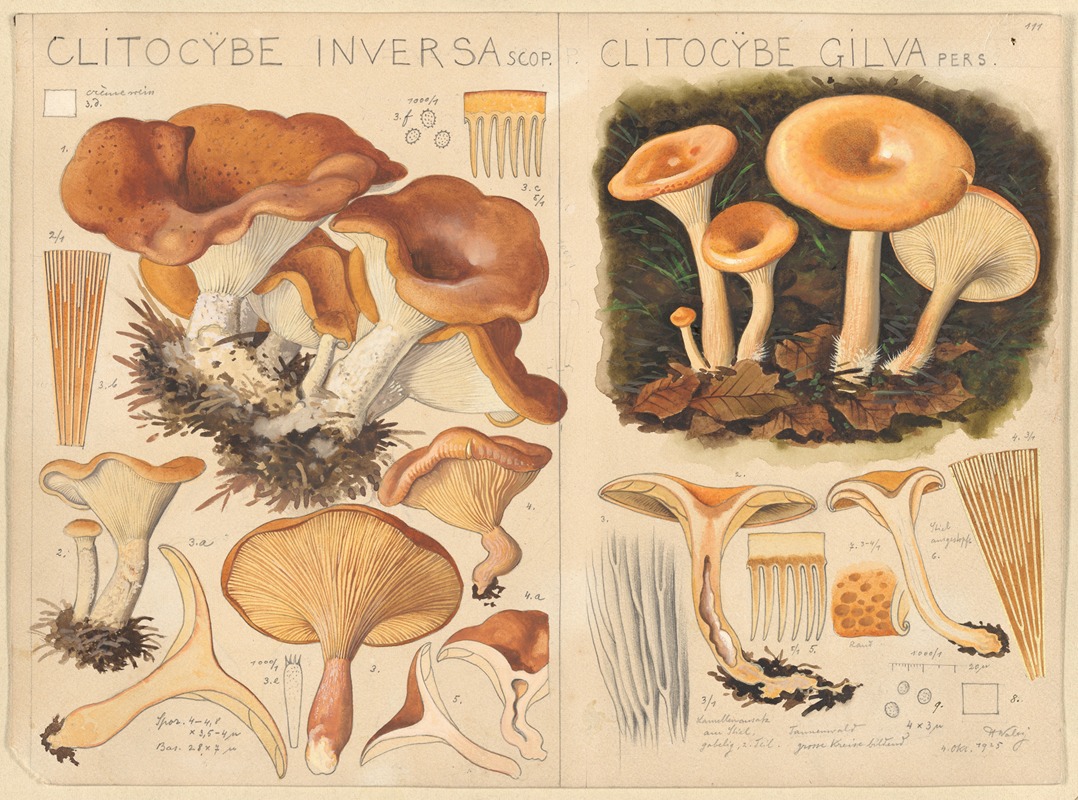 Hans Walty - Clitocybe inversa, Clitocybe gilva