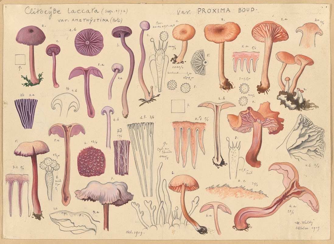 Hans Walty - Clitocybe laccara