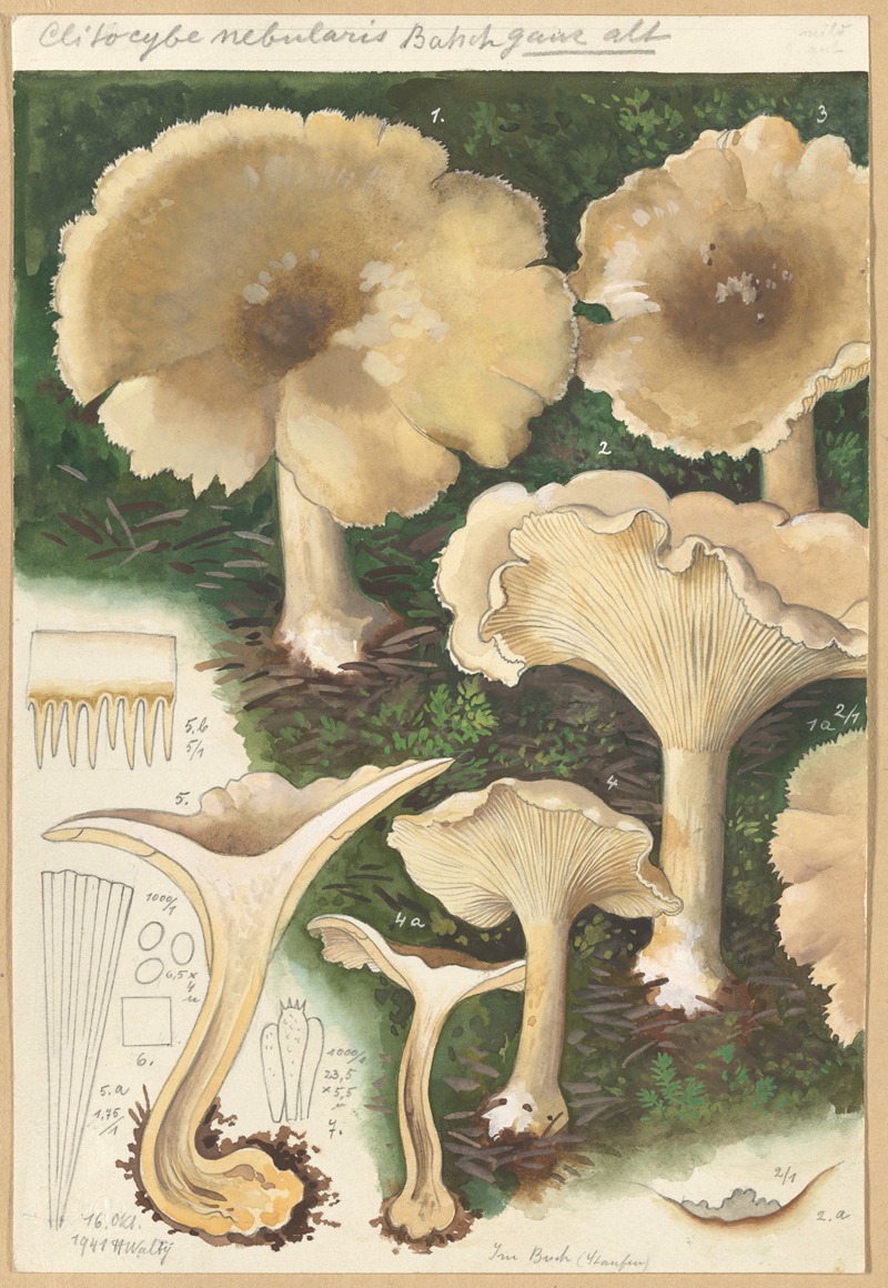 Hans Walty - Clitocybe mebularis