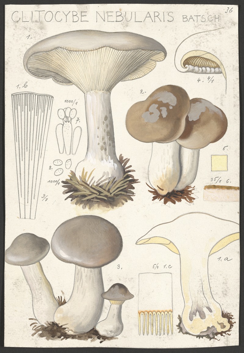 Hans Walty - Clitocybe nebularis Batsch 2