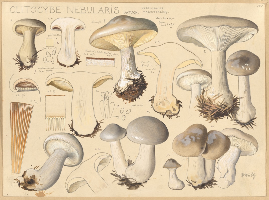 Hans Walty - Clitocybe nebularis Batsch.