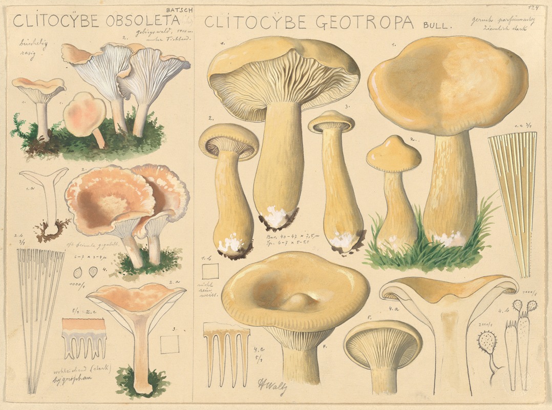 Hans Walty - Clitocybe obsoleta, Clitocybe geotropa