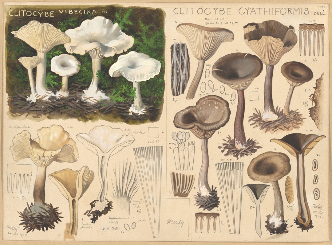 Hans Walty - Clitocybe vibecina, Clitocybe cyathiformis