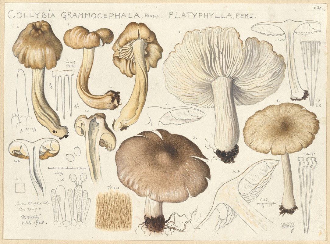 Hans Walty - Collybia grammocephala Bull., platyphylla, Pers.