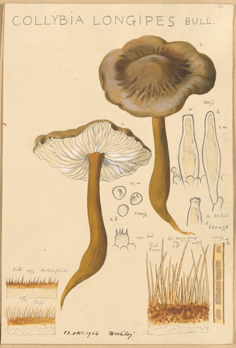 Hans Walty - Collybia longipes