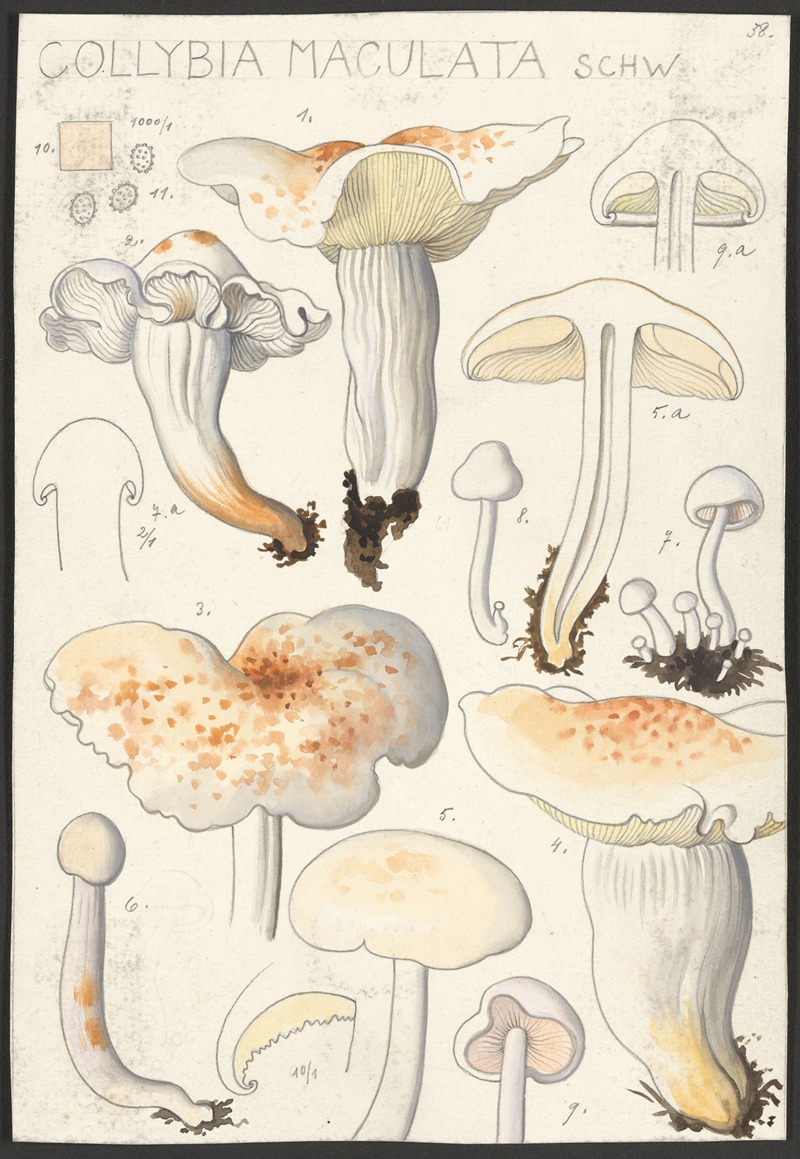 Hans Walty - Collybia maculata, Schw