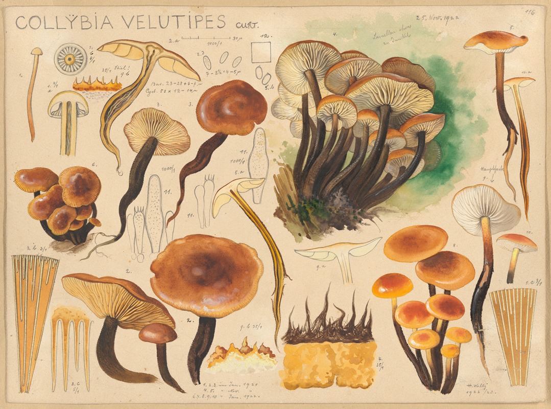 Hans Walty - Collybia velutipes Curt.