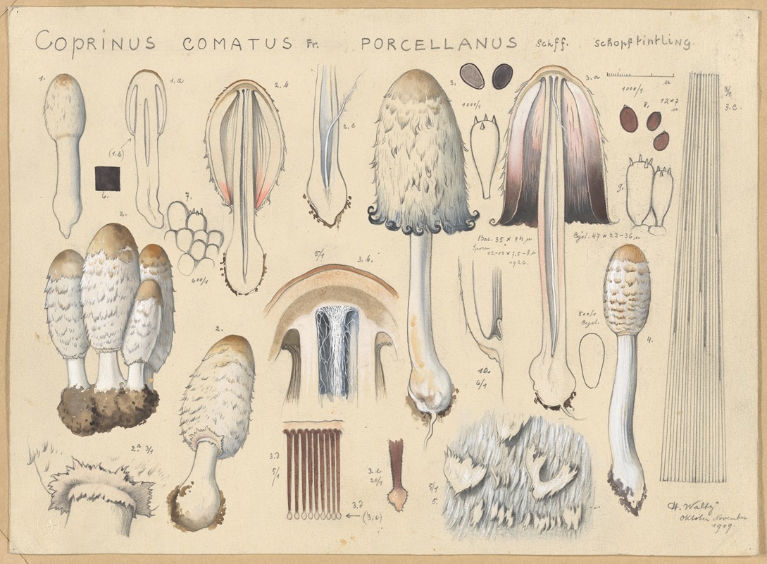 Hans Walty - Coprinus comatus Fr., porcellanus Schff.