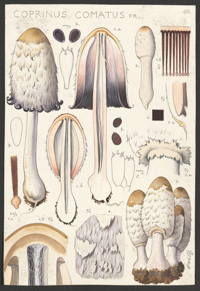 Hans Walty - Coprinus comatus Fr.