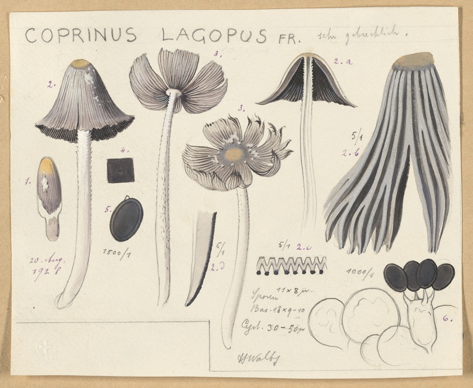 Hans Walty - Coprinus lagopus Fr.