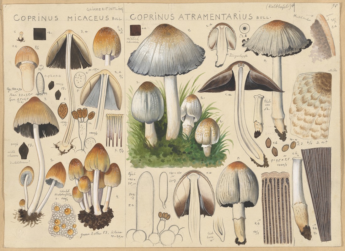 Hans Walty - Coprinus micaceus, Coprinus atramentarius