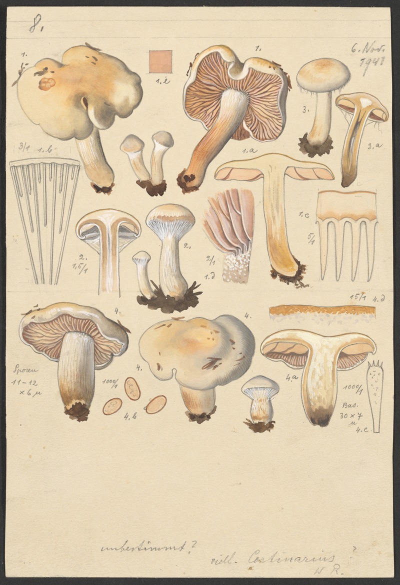 Hans Walty - Cortinarius argutus