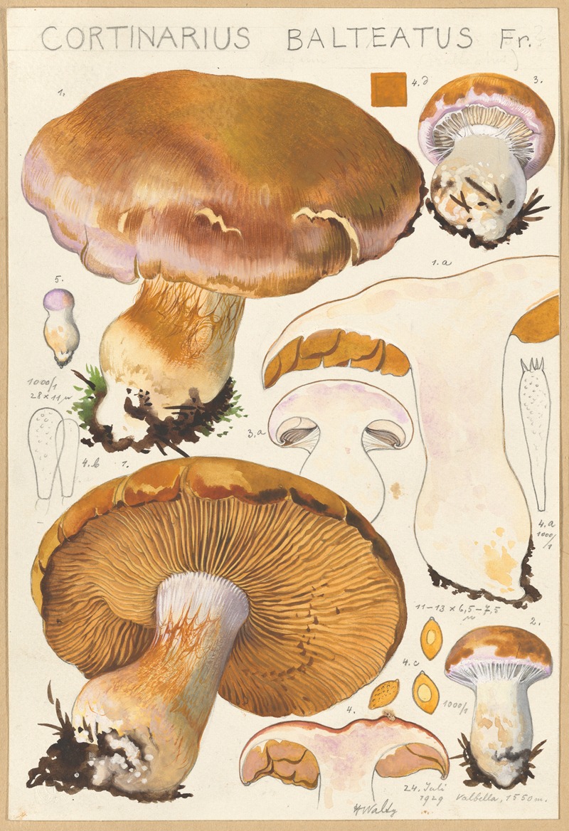 Hans Walty - Cortinarius Balteatus Fr.