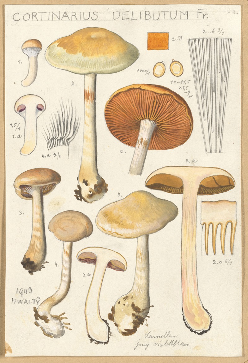 Hans Walty - Cortinarius delibutum