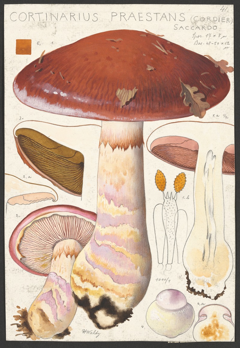 Hans Walty - Cortinarius praestans (Cordier) Saccardo