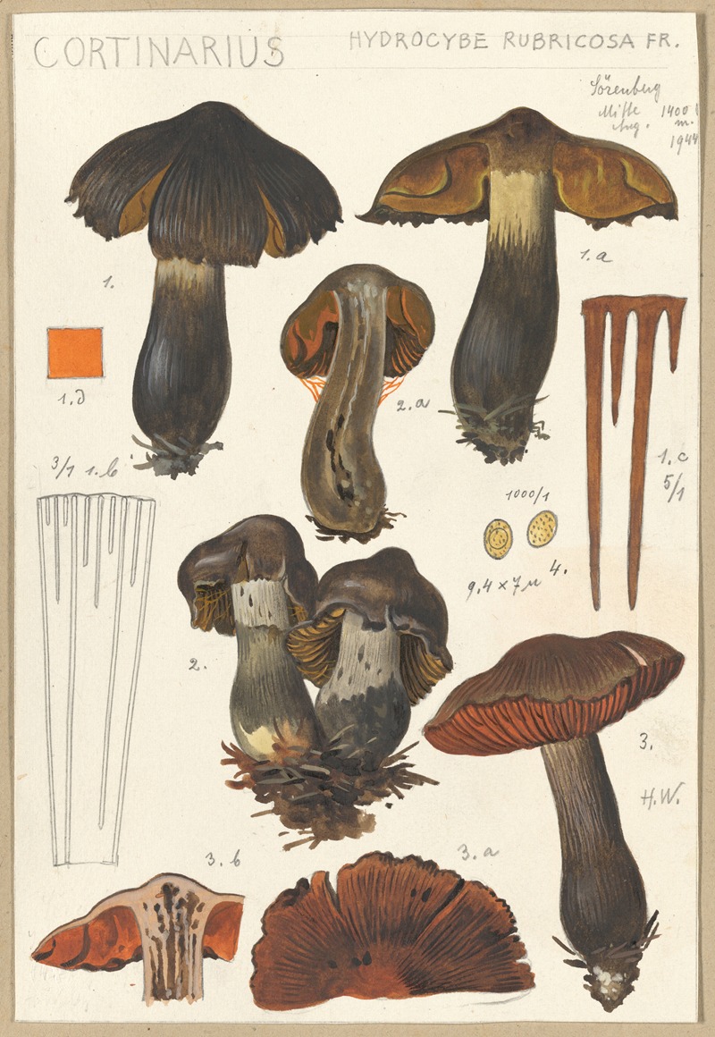 Hans Walty - Cortinarius