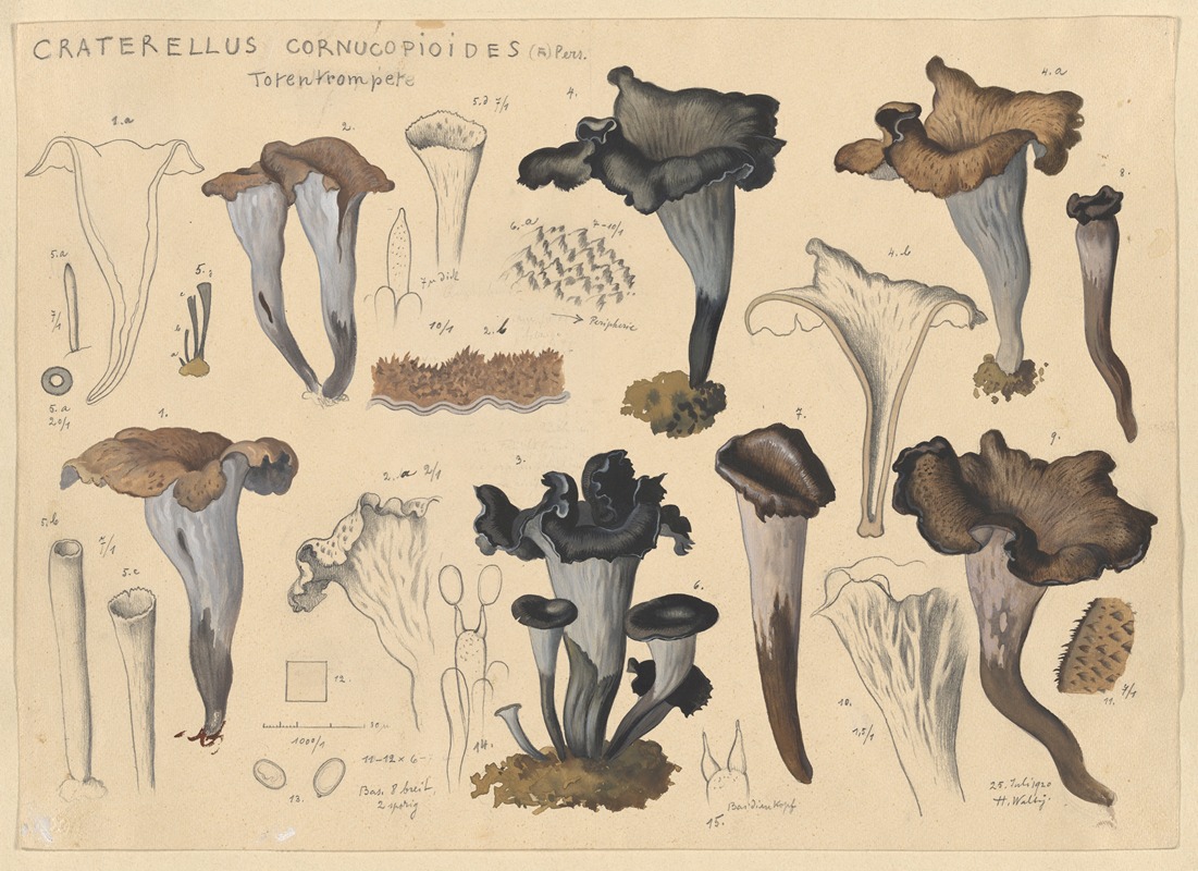 Hans Walty - Craterellus cornucopioides (Fr.) Pers.