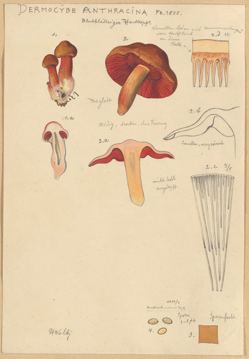 Hans Walty - Dermocybe Anthracina Fr.