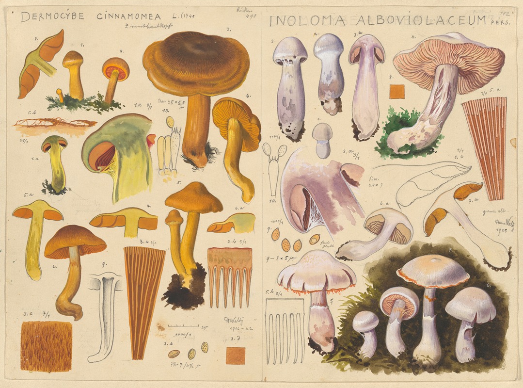 Hans Walty - Dermocybe cinnamomea, Inoloma alboviolaceum