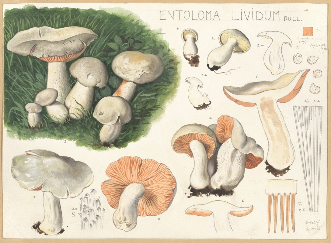 Hans Walty - Entoloma lividum Bull.