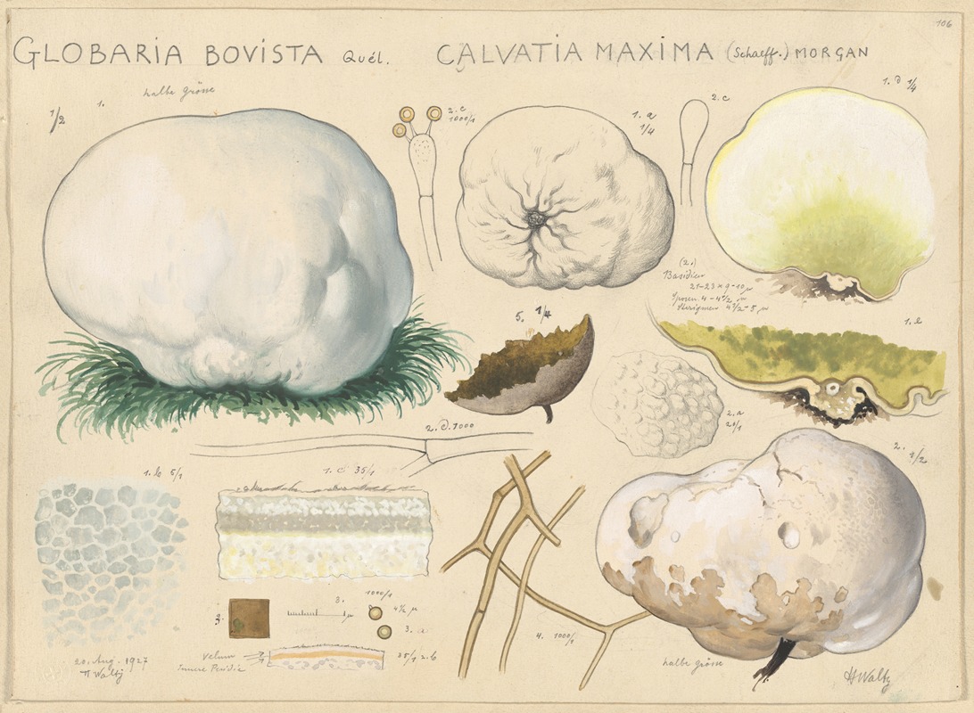 Hans Walty - Globaria bovista Quél., Calvatia maxima (Schaeff.) morgan