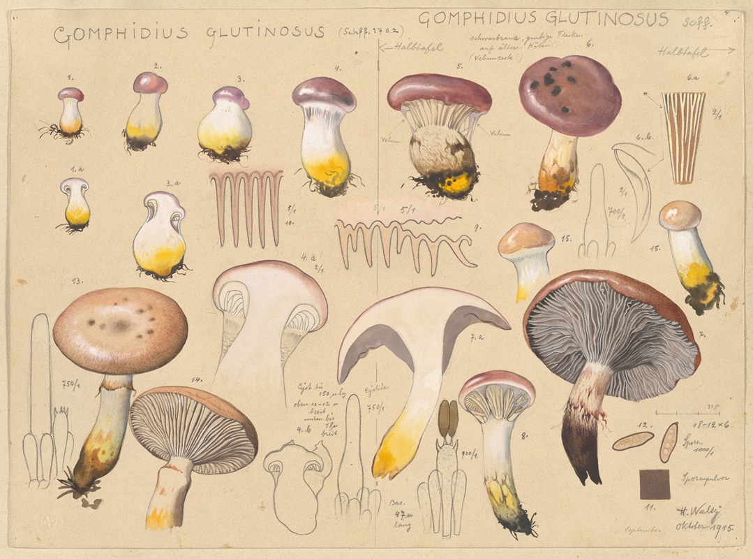 Hans Walty - Gomphidius glutinosus (Schff. 1762), Gomphidius glutinosus Scff.