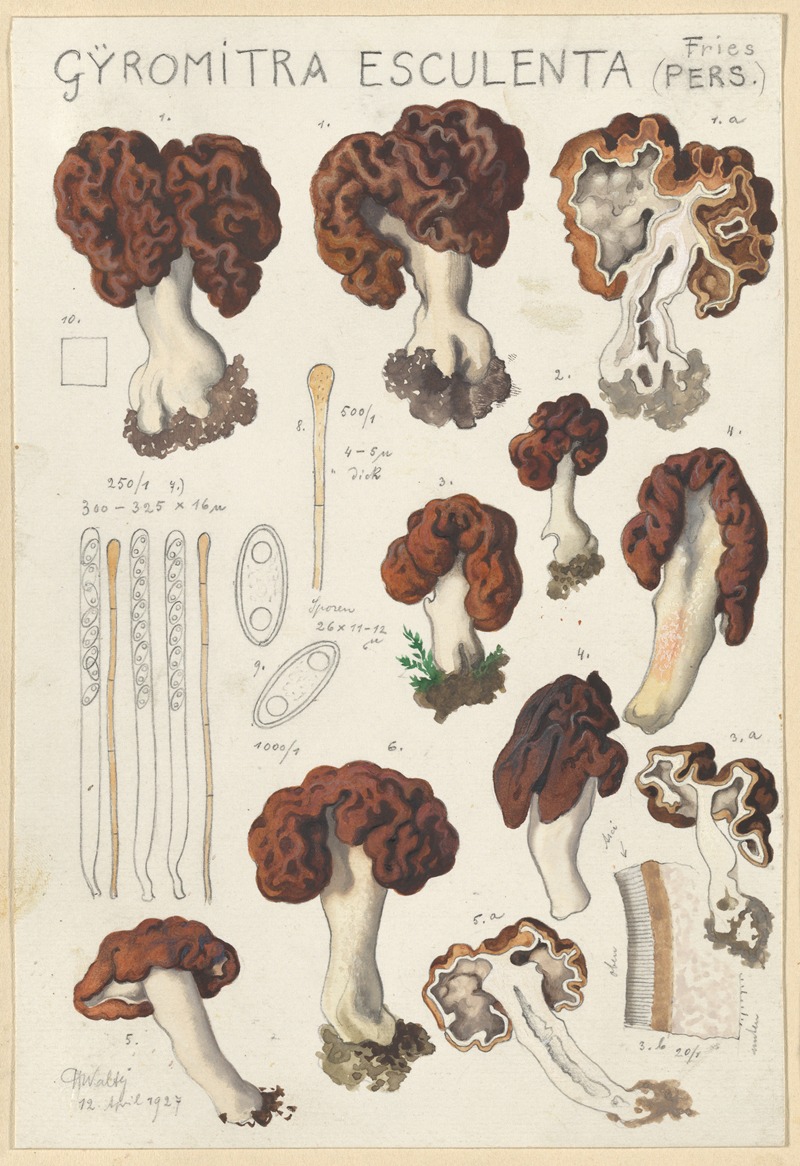 Hans Walty - Gyromitra esculenta