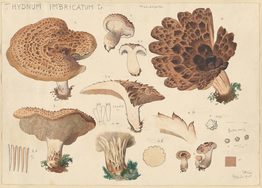 Hans Walty - Hydnum imbricatus L.