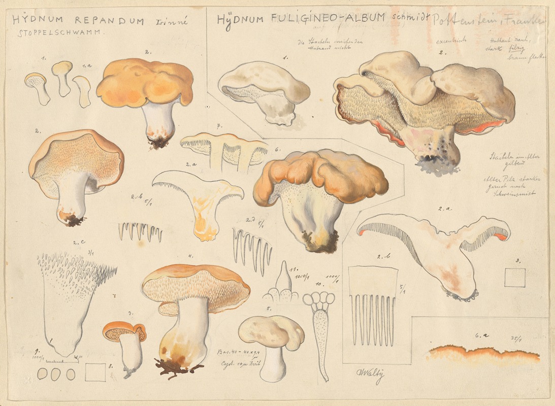 Hans Walty - Hydnum repandum, Hydnum fuligineo-album