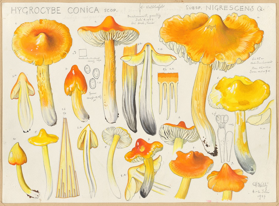 Hans Walty - Hygrocybe conica Scop, subsp. nigrescens Q.