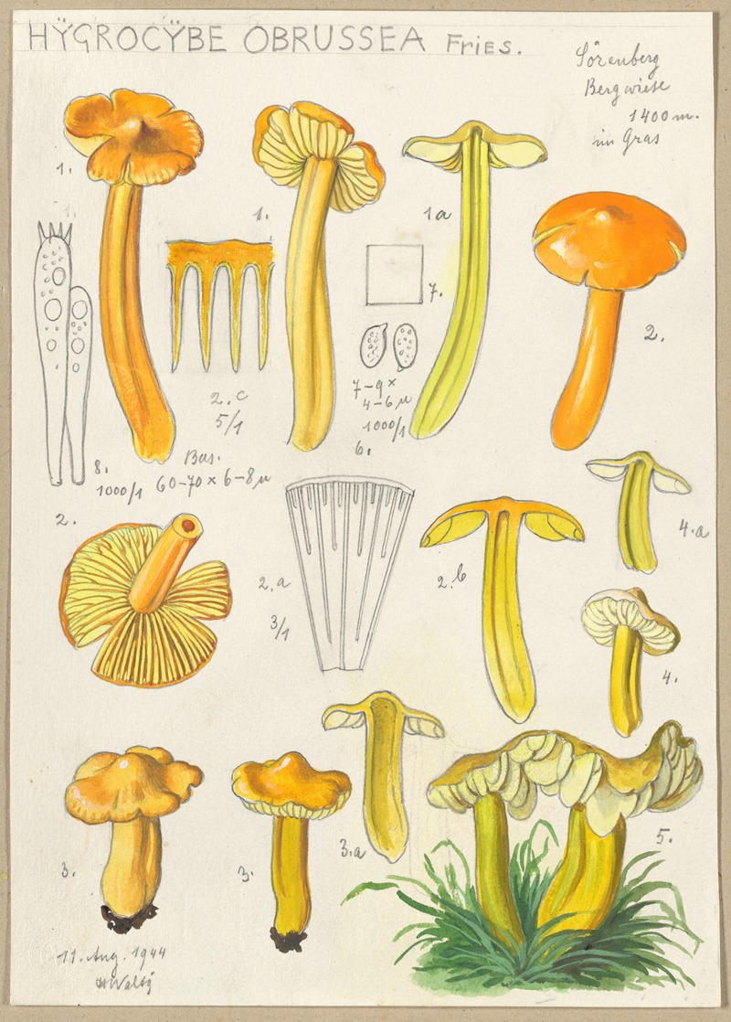 Hans Walty - Hygrocybe obrussea Fries.