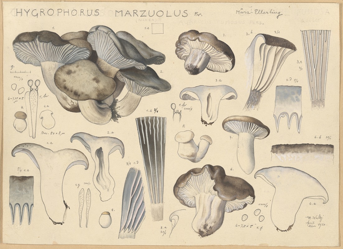 Hans Walty - Hygrophorus marzuolus Fr.