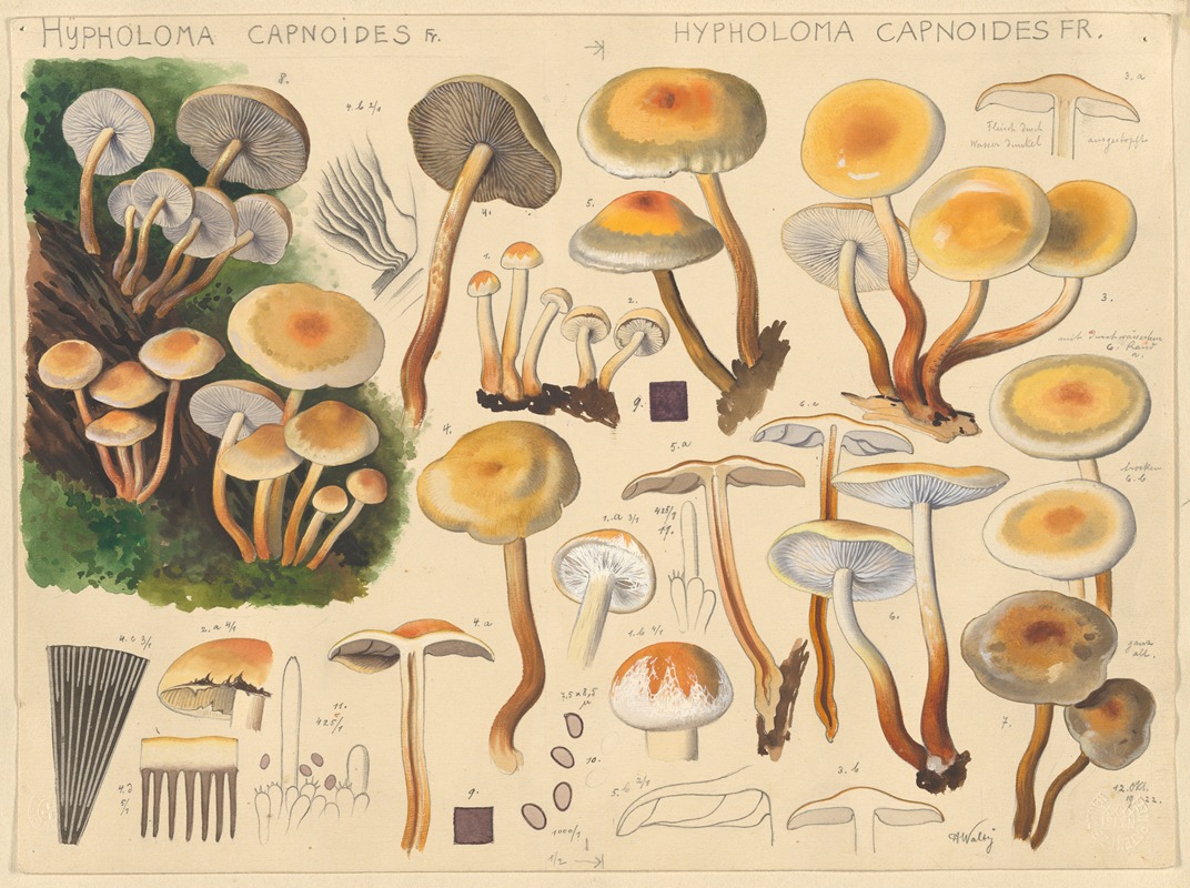 Hans Walty - Hypholoma capnoides Fr.