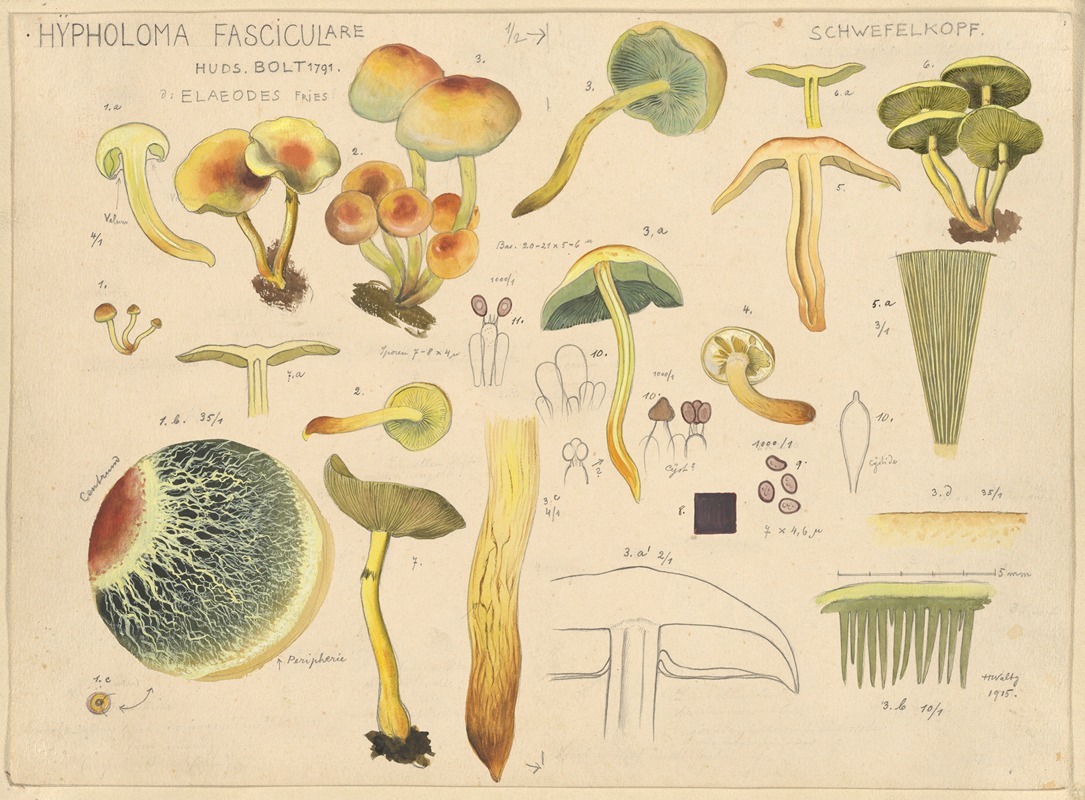 Hans Walty - Hypholoma fasciculare Huds. Bolt 1791.