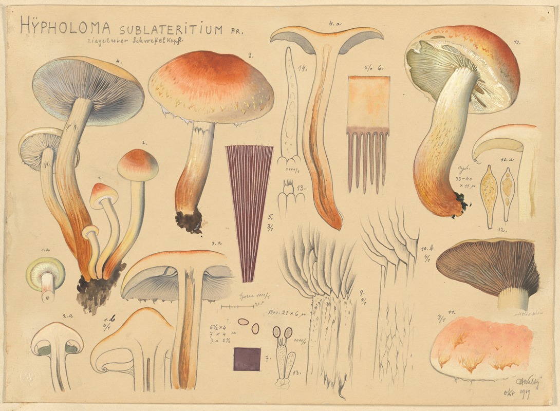 Hans Walty - Hypholoma sublateritium Fr.