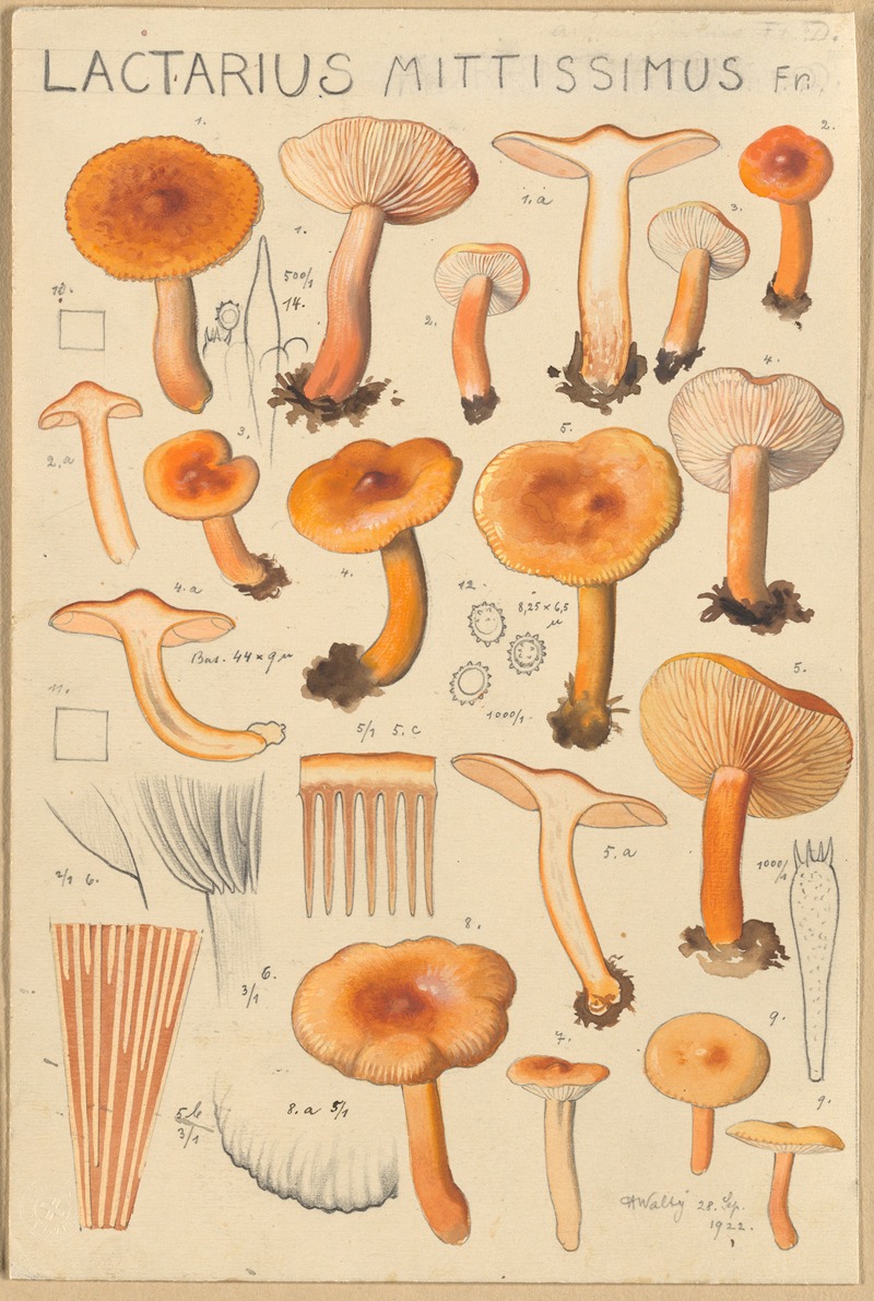 Hans Walty - Lactarius camphoratus, Lactarius mittissimus