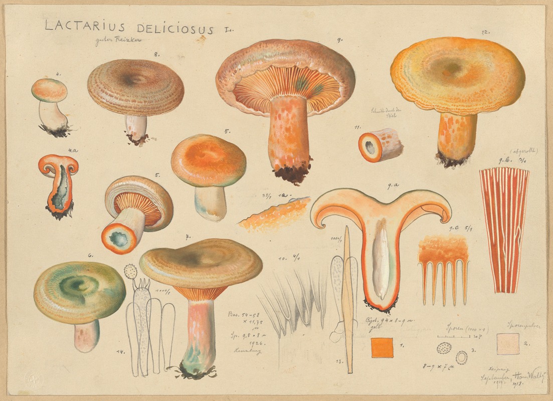 Hans Walty - Lactarius deliciosus L.