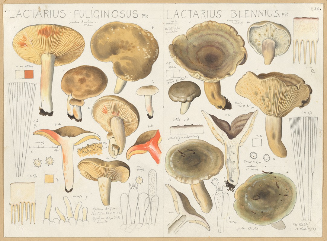 Hans Walty - Lactarius fuliginosus, Lactarius blennius