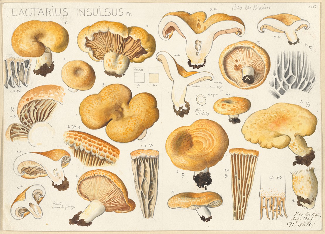 Hans Walty - Lactarius insulsus Fr.