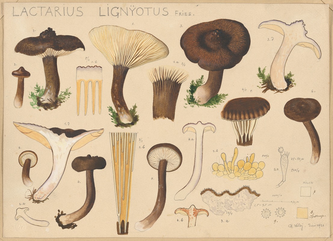 Hans Walty - Lactarius lignyotus Fries.