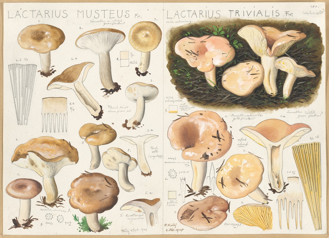 Hans Walty - Lactarius musteus, Lactarius trivialis