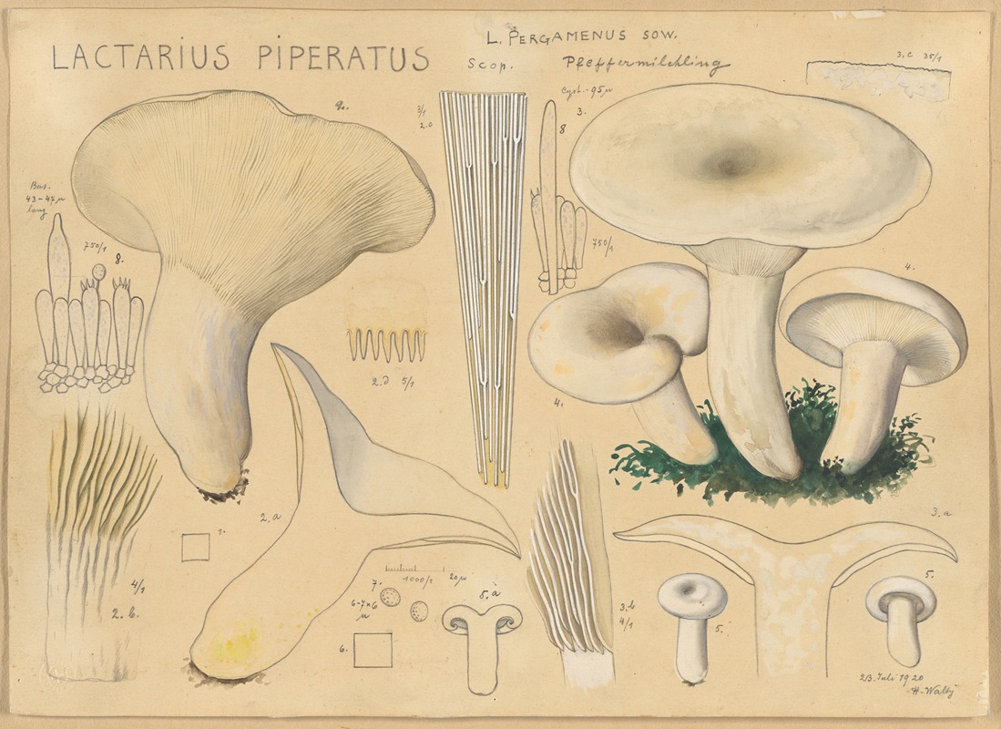 Hans Walty - Lactarius piperatus Scop.